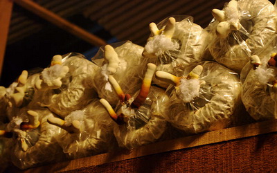 照片：「julia」BLOG